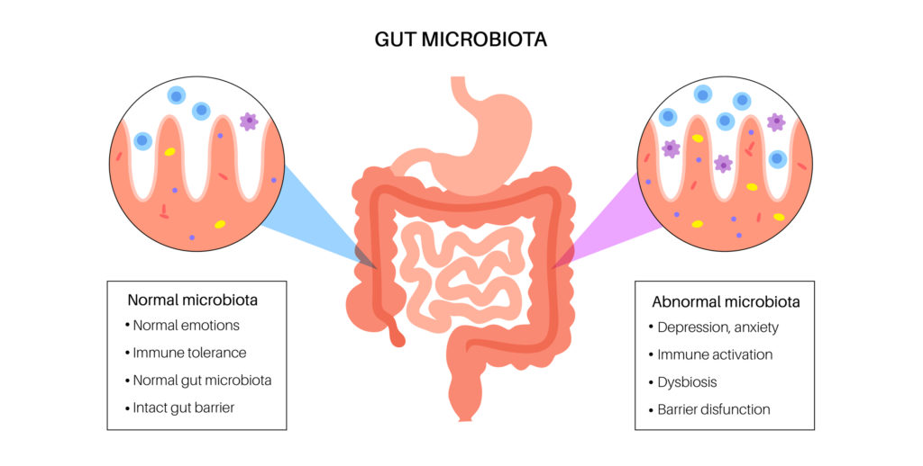 Gut microbiota