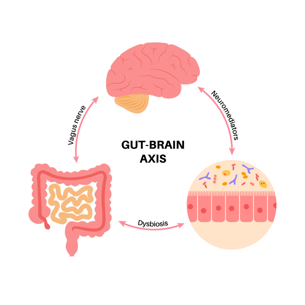 gut-brain axis