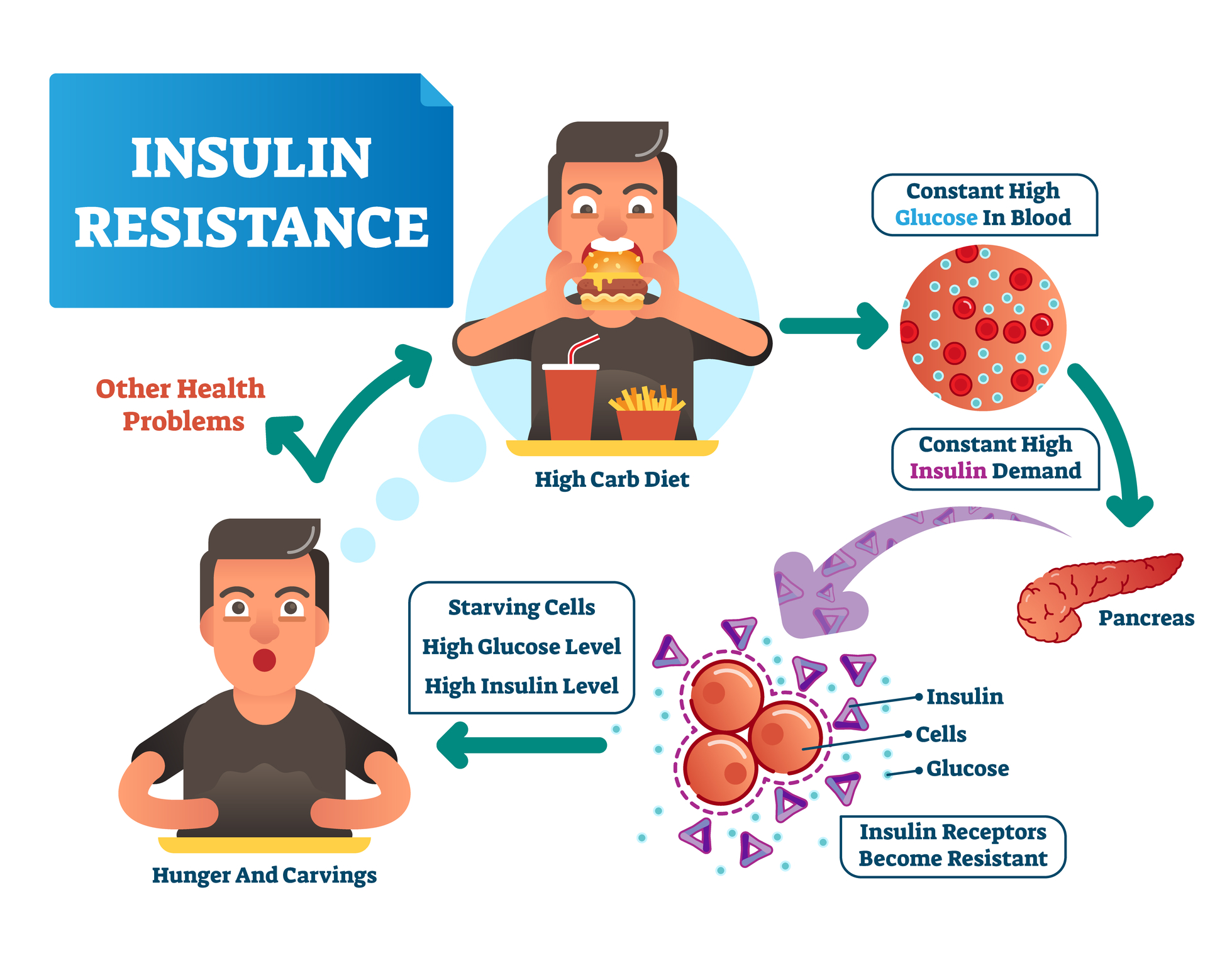 Insulin resistance development graphic