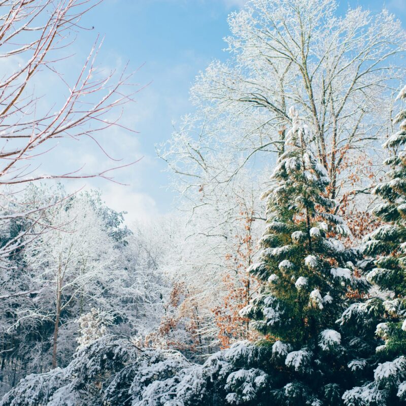 winter landscape